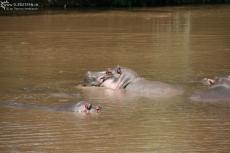 IMG 7878-Kenya, hippos in Kimana River